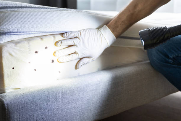 Best Ant Control Services  in Forest, OH