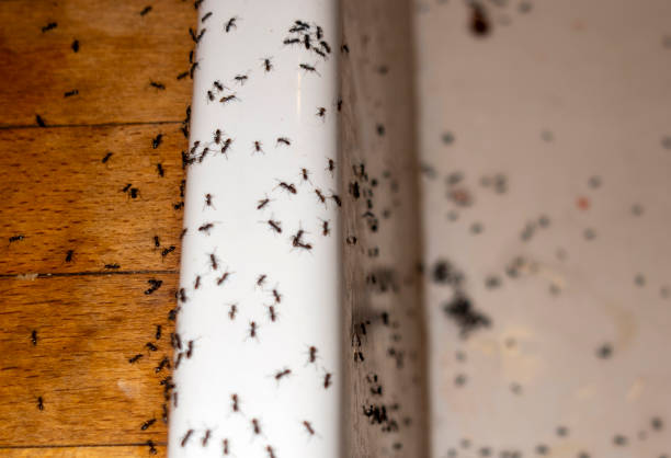 Best Affordable Pest Control Services  in Forest, OH