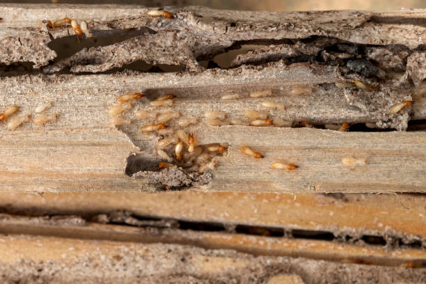 Best Emergency Pest Control  in Forest, OH