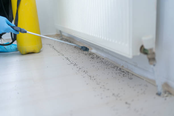 Flea Control Services in Forest, OH